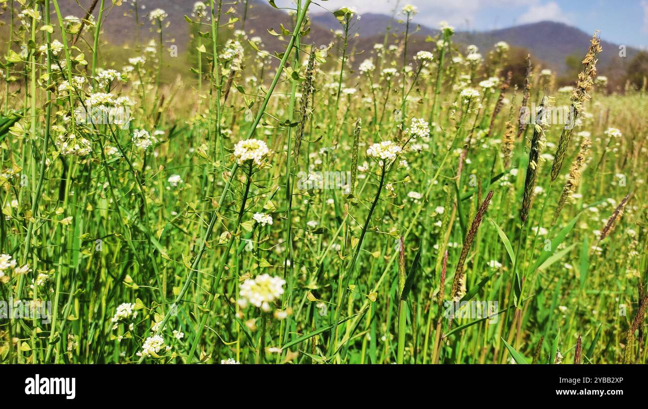 Printemps Miracle. Banque D'Images