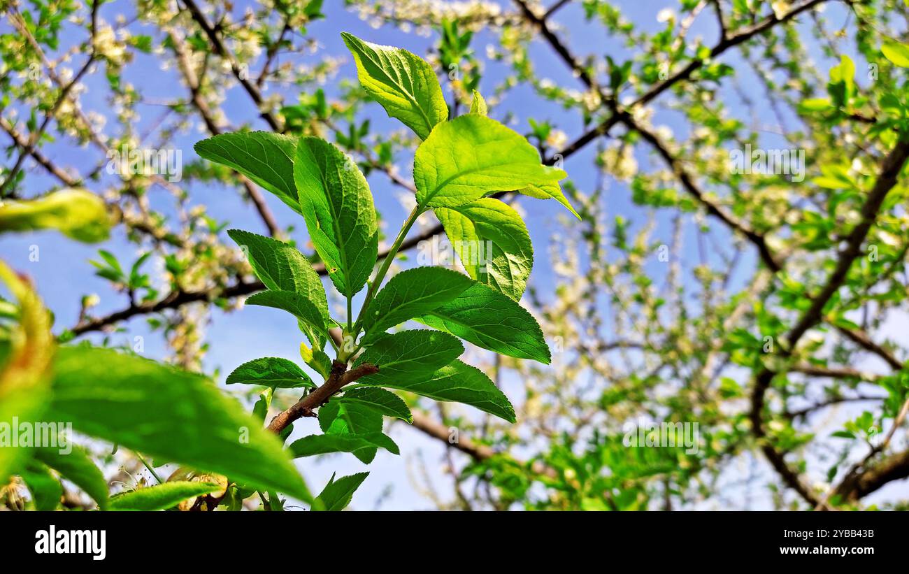Printemps Miracle. Banque D'Images