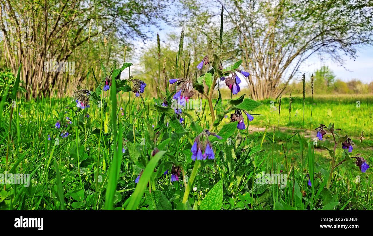 Printemps Miracle. Banque D'Images