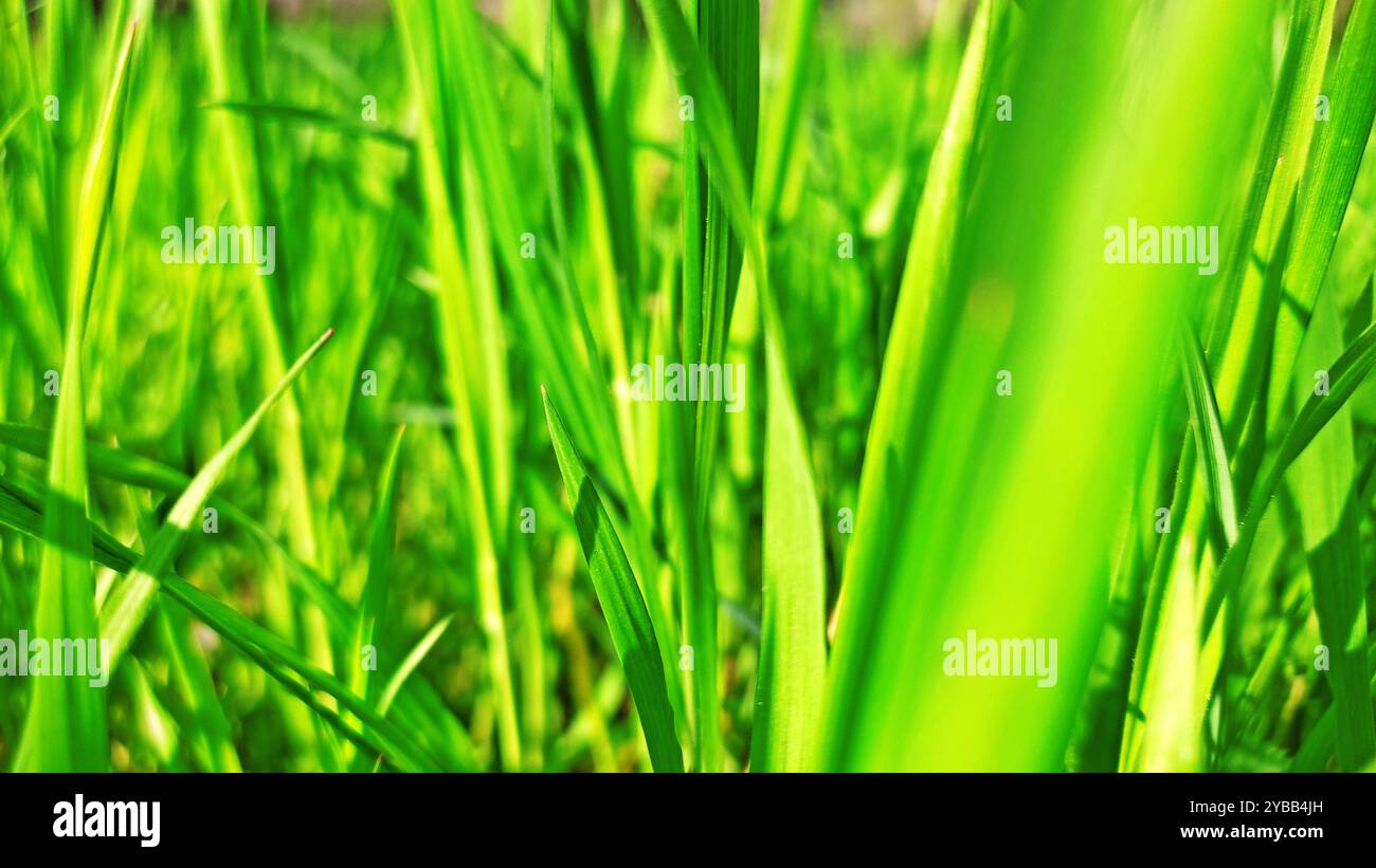 Printemps Miracle. Banque D'Images