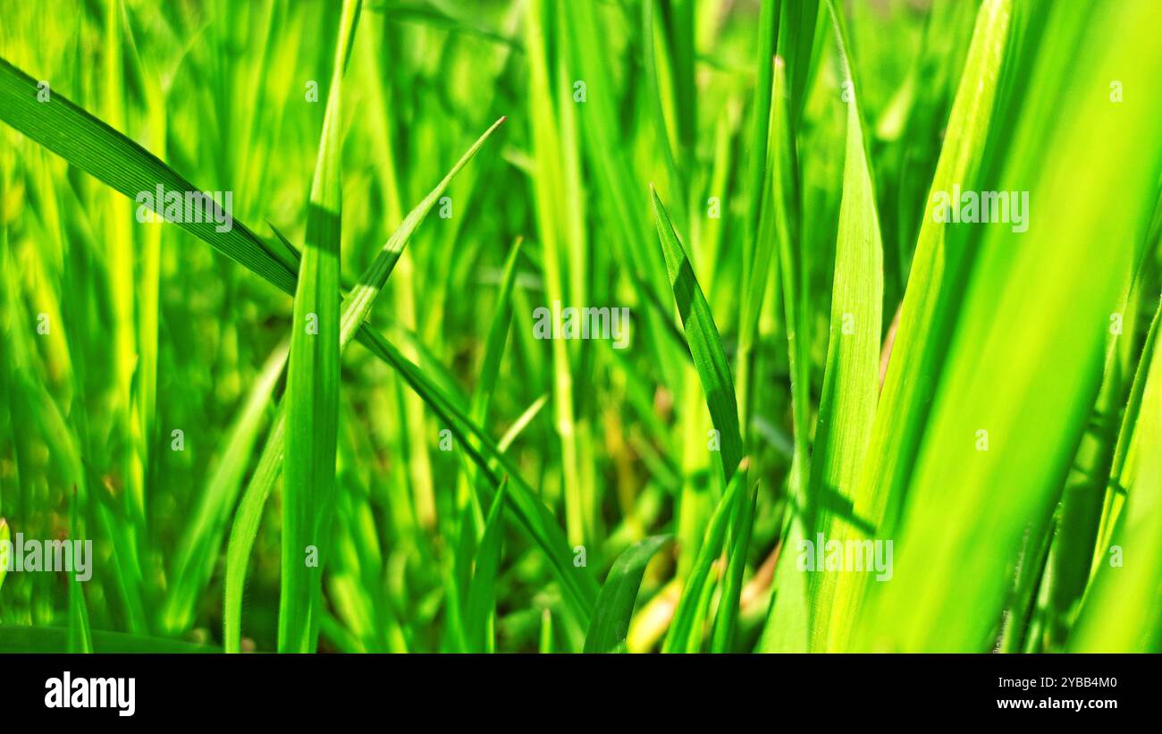 Printemps Miracle. Banque D'Images