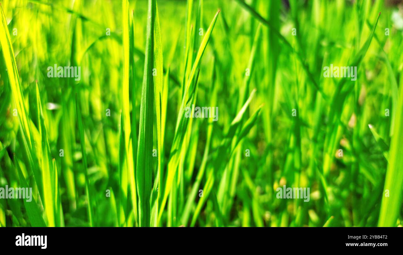 Printemps Miracle. Banque D'Images