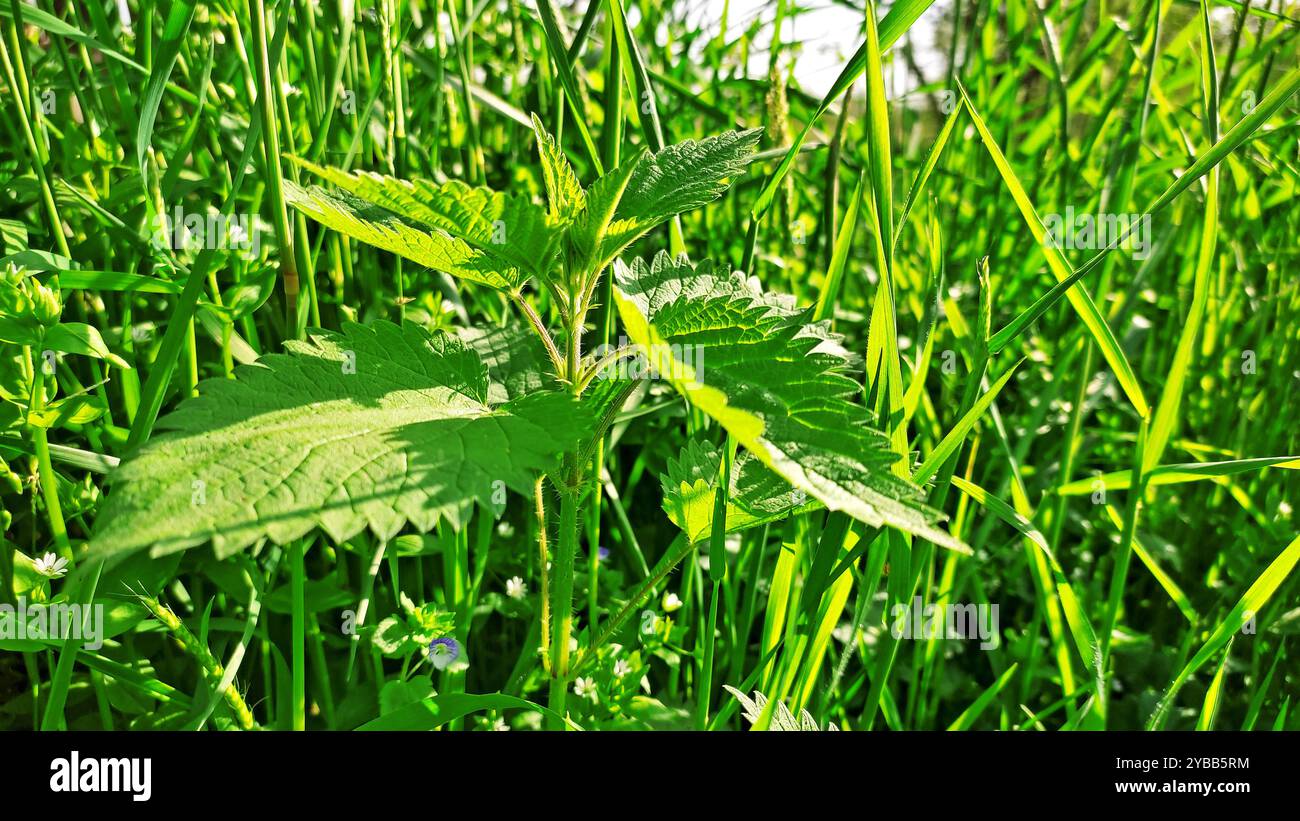 Printemps Miracle. Banque D'Images