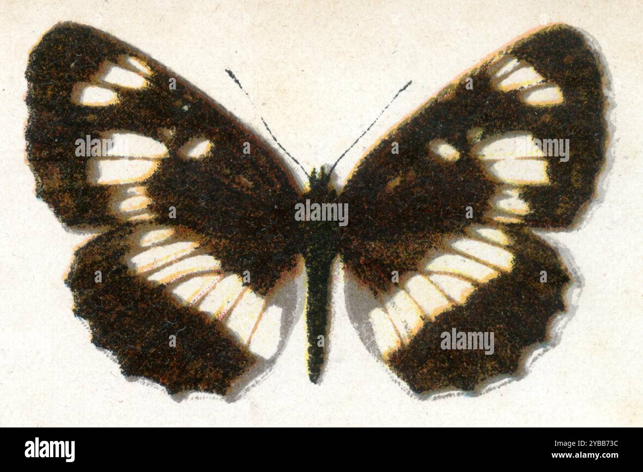 Planeur hongrois Neptis rivularis, (, ), Schwarzer Trauerfalter Banque D'Images