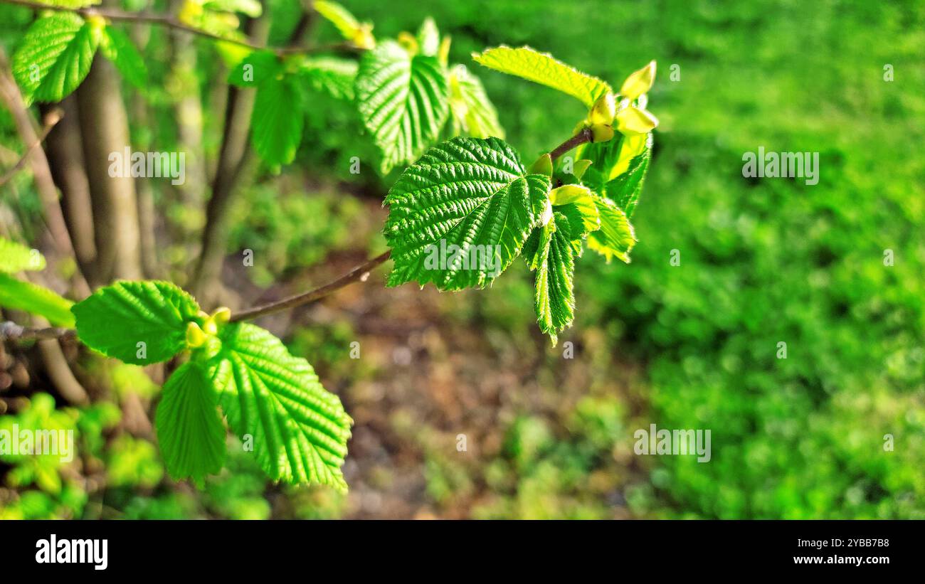 Printemps Miracle. Banque D'Images