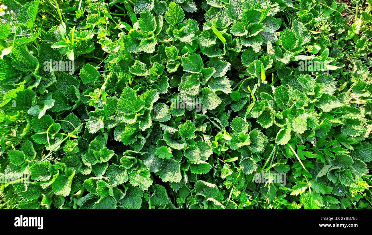 Printemps Miracle. Banque D'Images