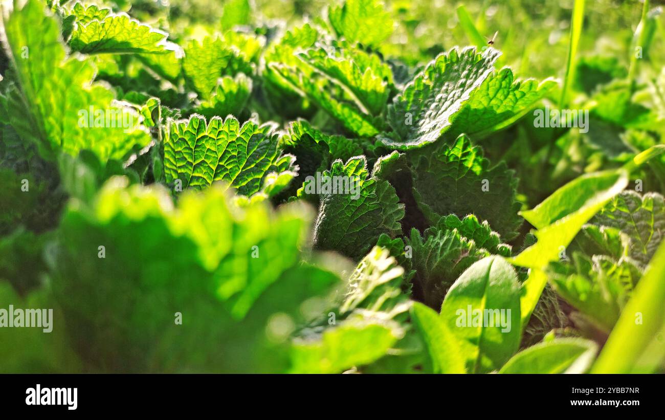 Printemps Miracle. Banque D'Images
