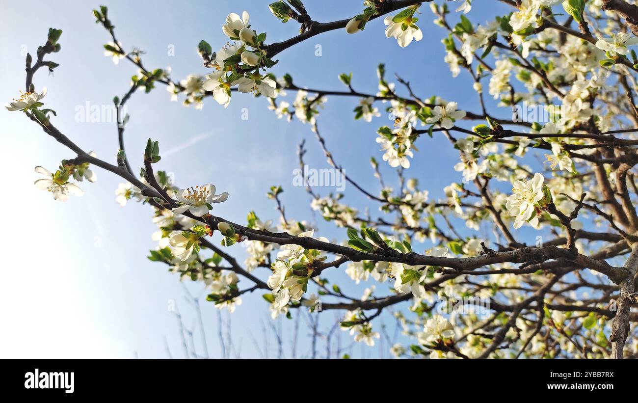 Printemps Miracle. Banque D'Images
