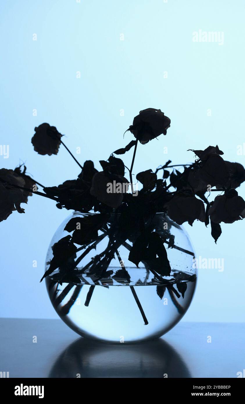 Silhouette de Roses fanées dans un vase de verre Banque D'Images