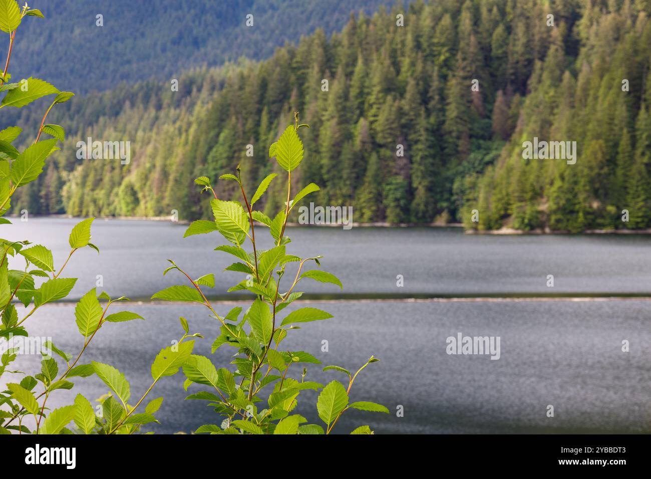 Une scène paisible de feuilles vertes au centre avec une toile de fond d'un lac serein et d'une forêt dense. Capturé au bassin versant Capilano à Vancouver Banque D'Images