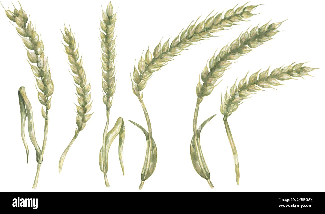 Aquarelle dessinée à la main ensemble d'illustration de blé vert botanique, collection clipart de flore de champ Banque D'Images