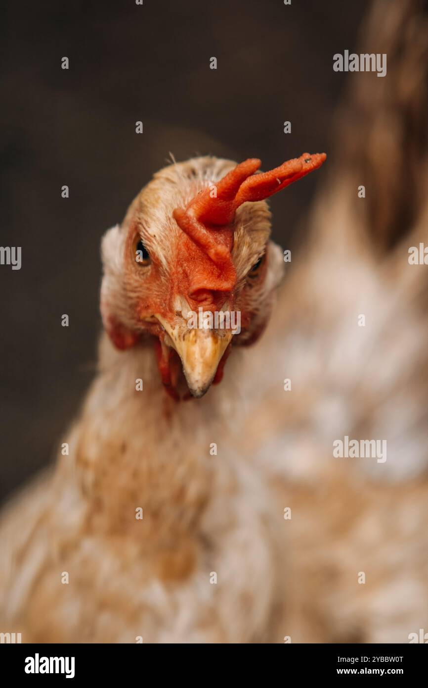 un visage mignon d'un poulet domestique Banque D'Images