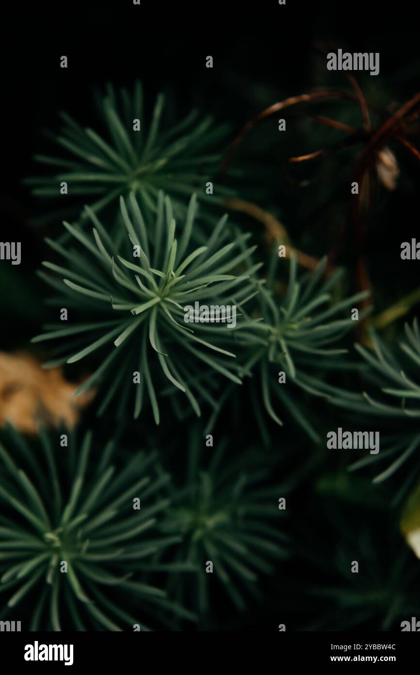 Plante décorative avec des feuilles comme des aiguilles Banque D'Images