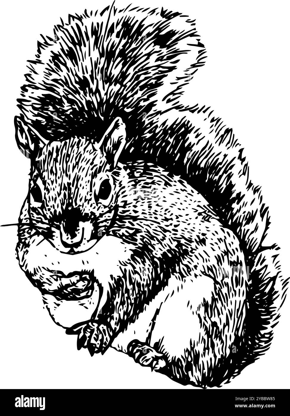 Écureuil - illustration dessinée à la main d'un petit animal forestier | fourrure, mignon, réaliste et détaillé en noir et blanc Banque D'Images