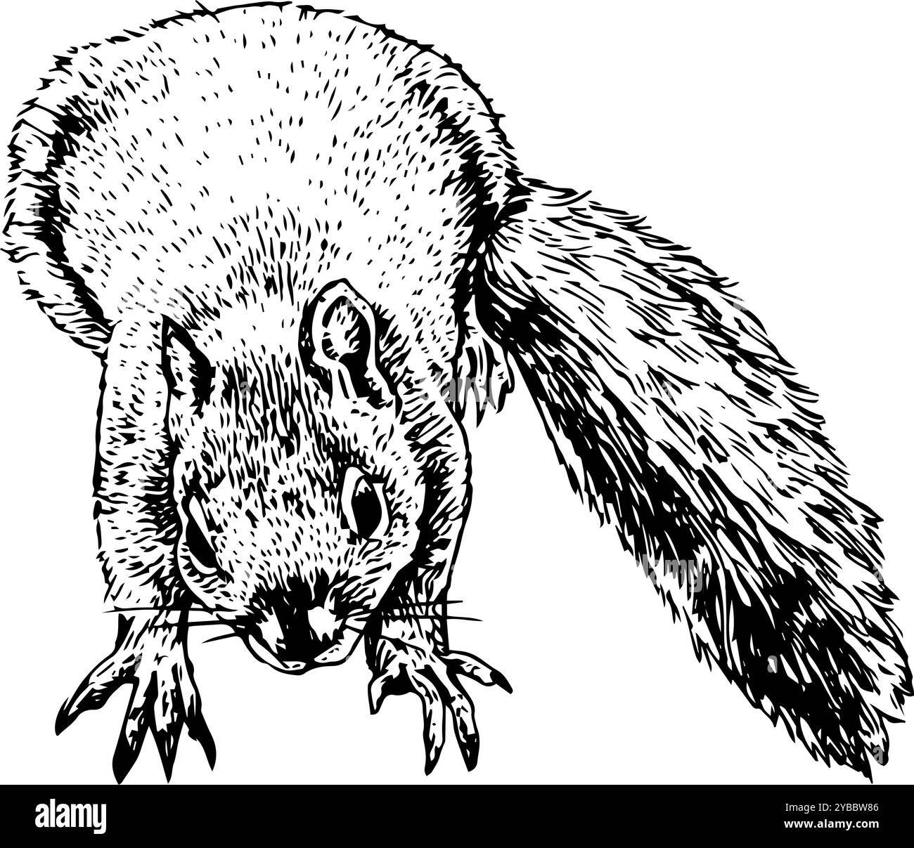 Écureuil - illustration dessinée à la main d'un petit animal forestier | fourrure, mignon, réaliste et détaillé en noir et blanc Banque D'Images