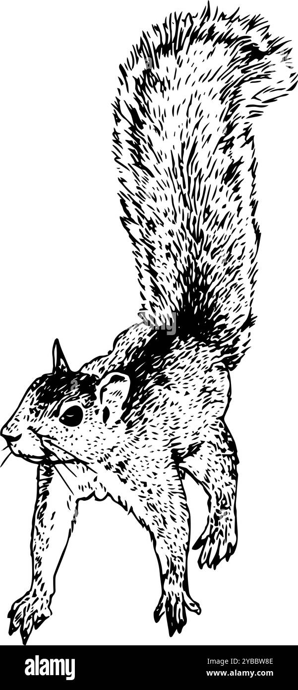 Écureuil - illustration dessinée à la main d'un petit animal forestier | fourrure, mignon, réaliste et détaillé en noir et blanc Banque D'Images