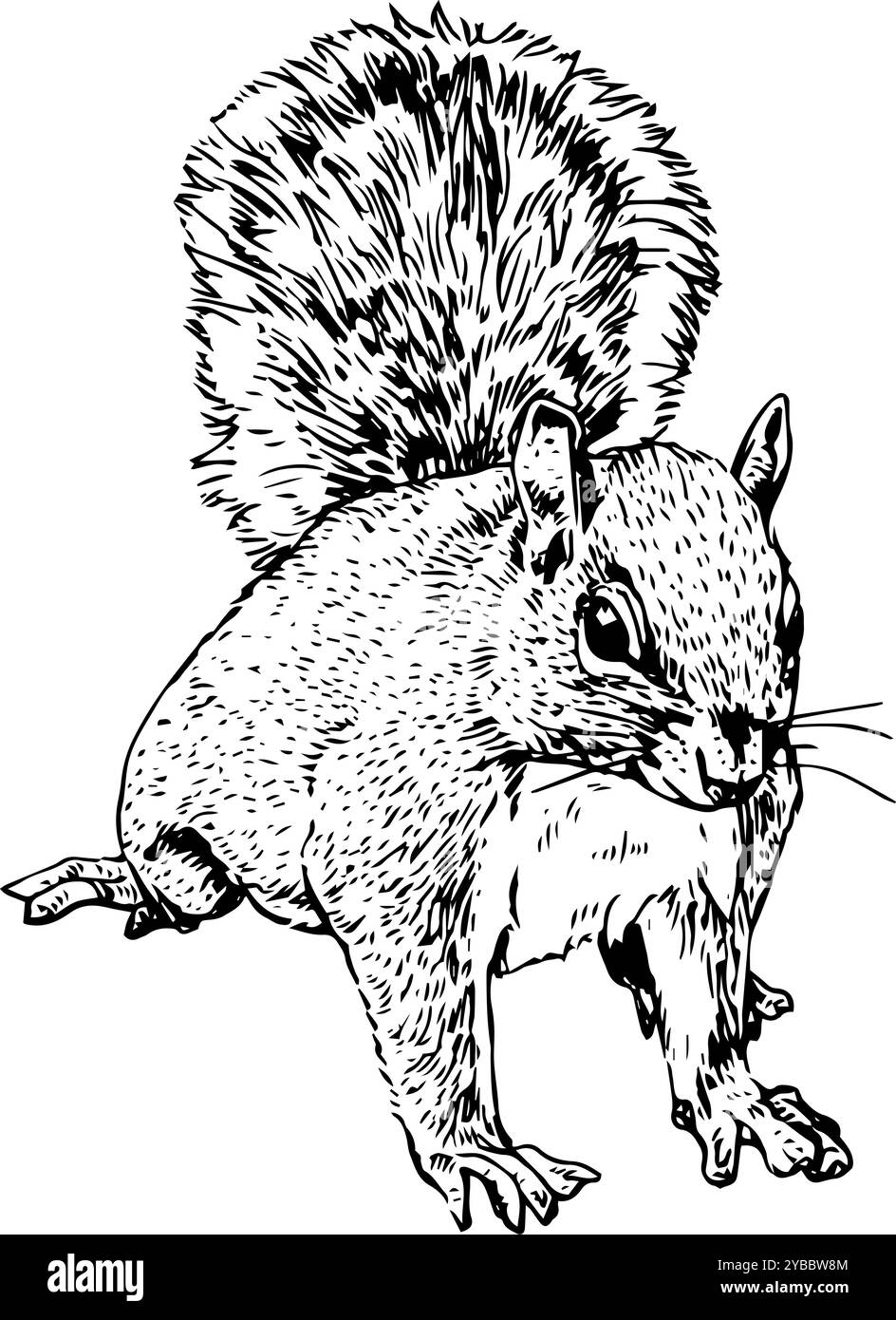 Écureuil - illustration dessinée à la main d'un petit animal forestier | fourrure, mignon, réaliste et détaillé en noir et blanc Banque D'Images