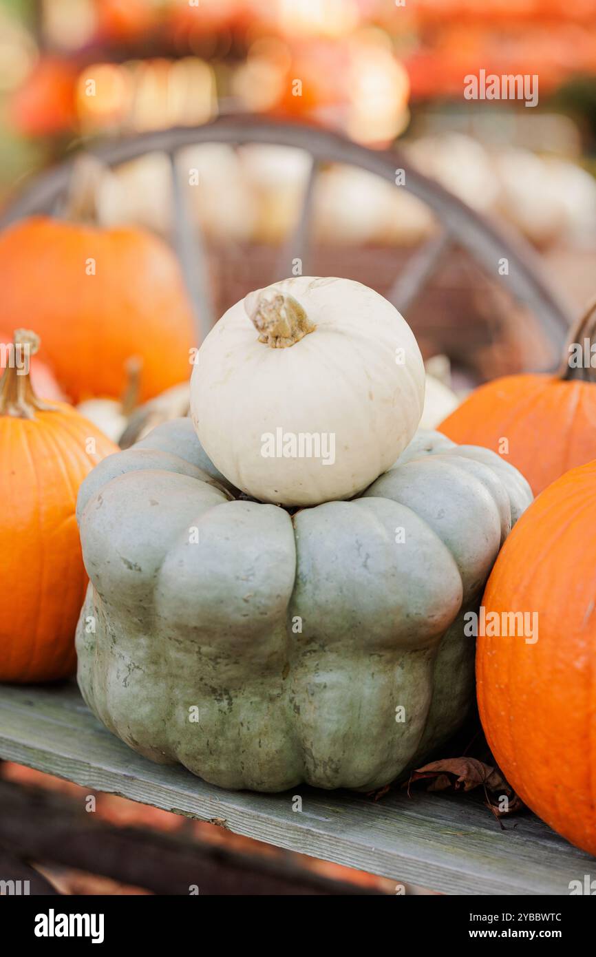 Citrouilles blanches et vertes empilées entourées de citrouilles orange. Banque D'Images