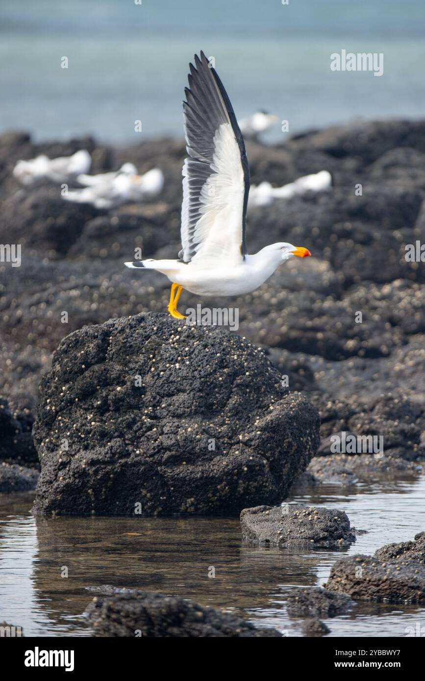 Mouette varech déployant des ailes, prête à s'envoler d'un rocher Banque D'Images