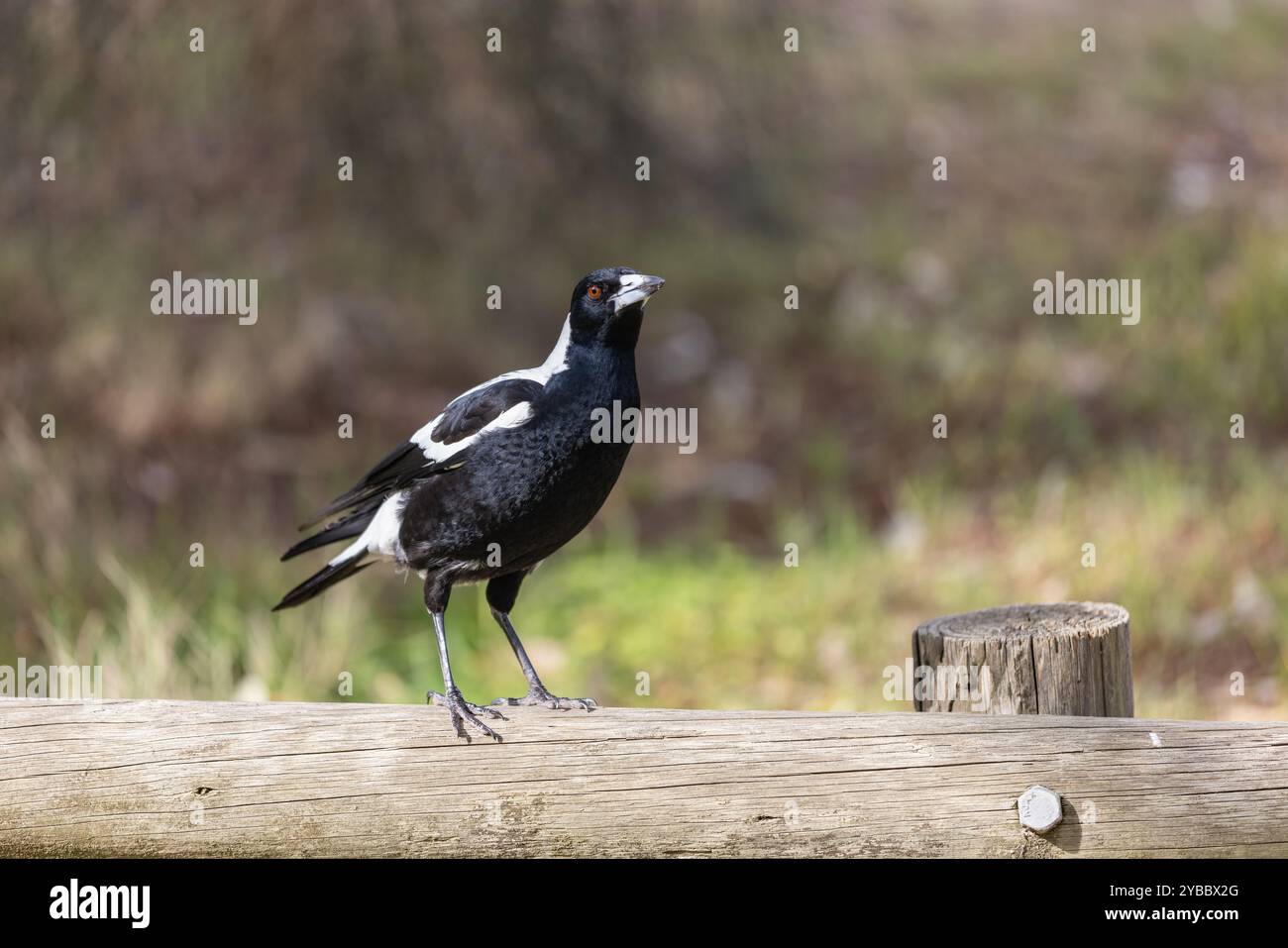 Magpie australienne debout sur un rail en bois avec un fond flou Banque D'Images
