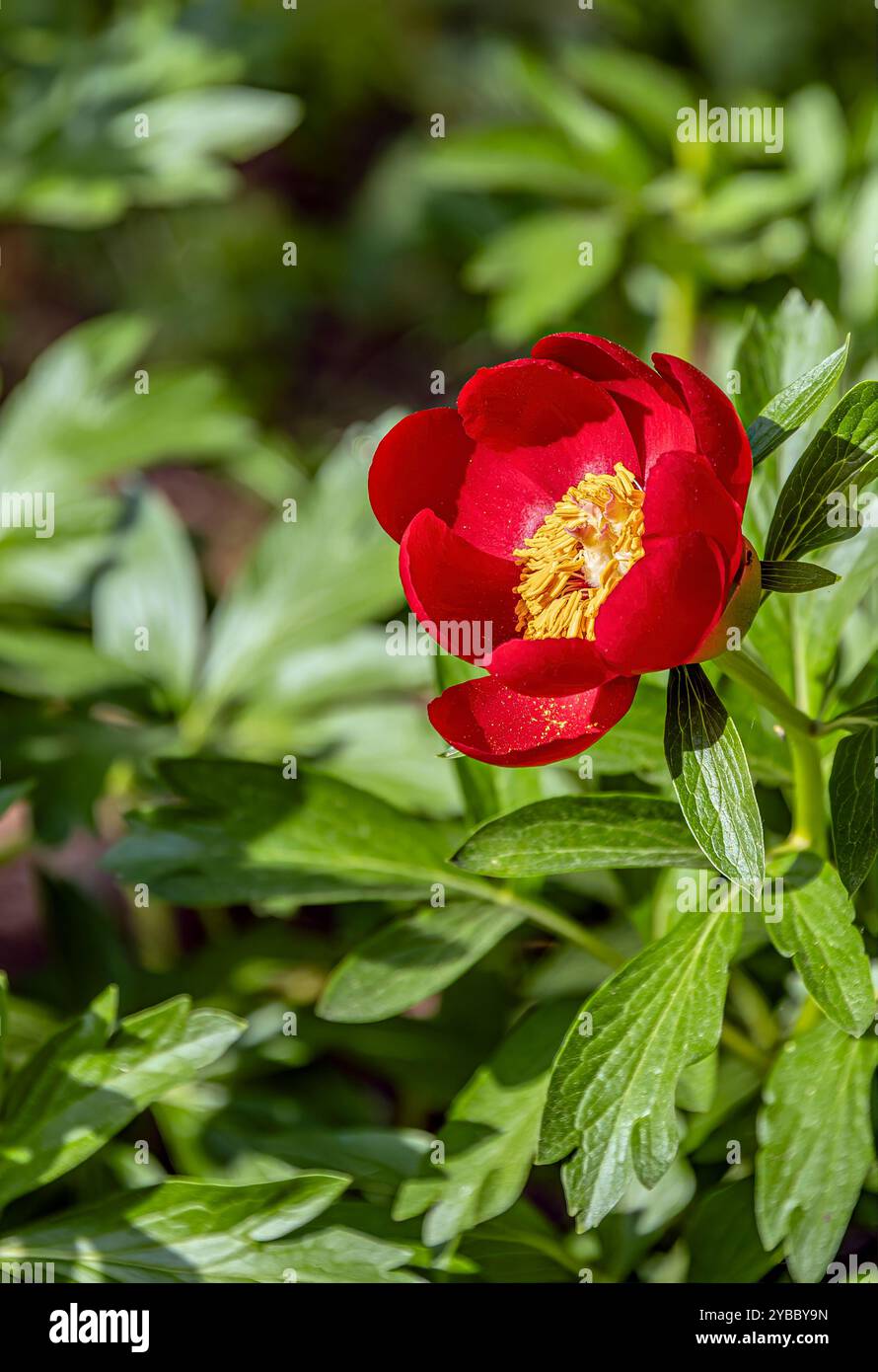 Gros plan d'une fleur de Paeonia Peregrina Banque D'Images