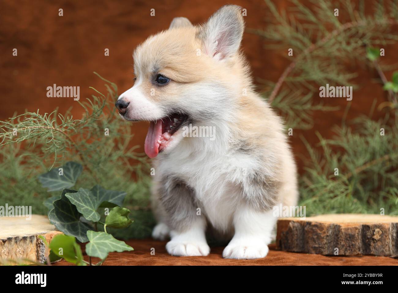 Mignon petit chiot corgi gallois pembroke Banque D'Images