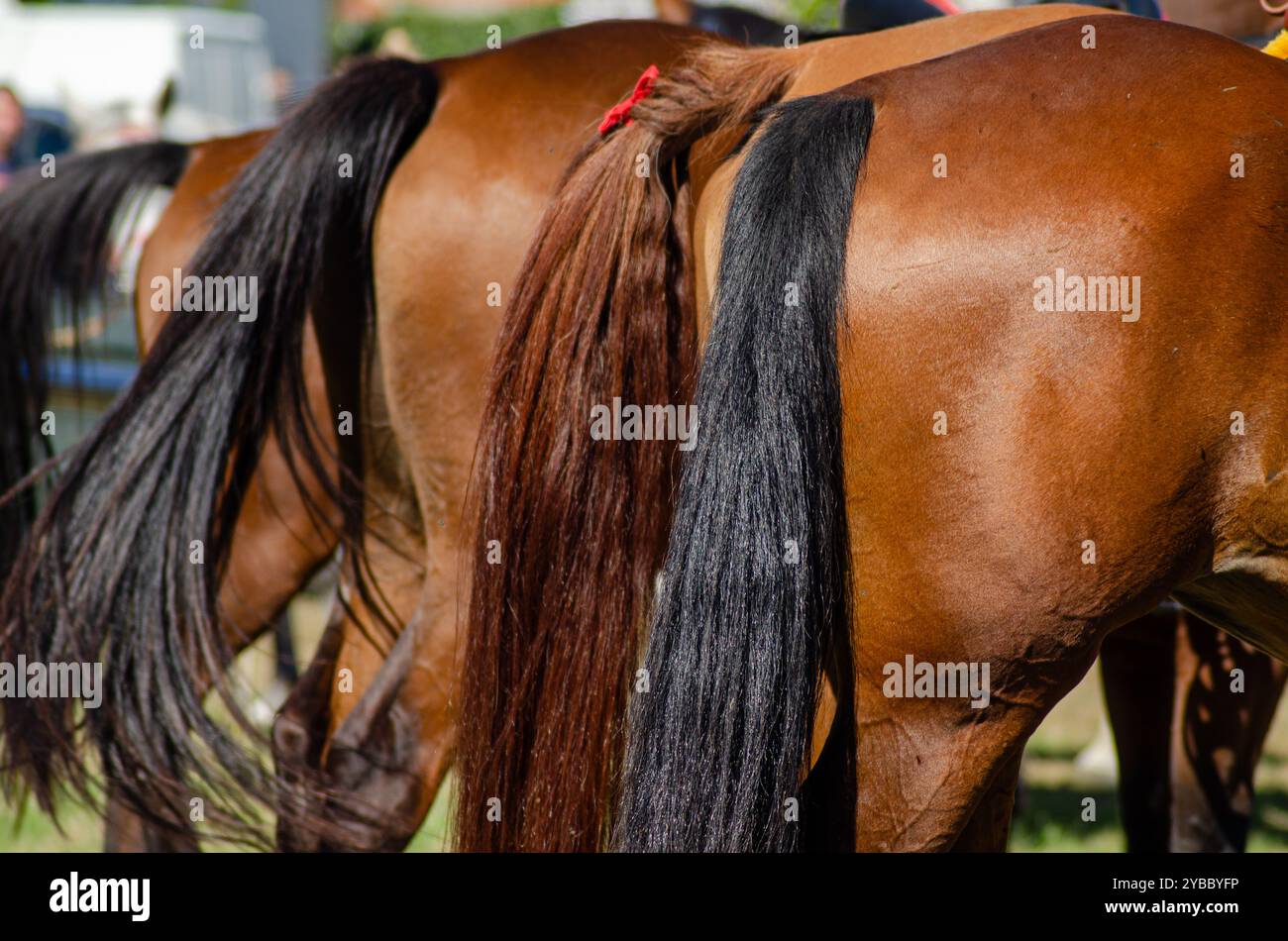 plusieurs chevaux attachés à un poteau reposant sur un poteau lors d'une épreuve équestre Banque D'Images
