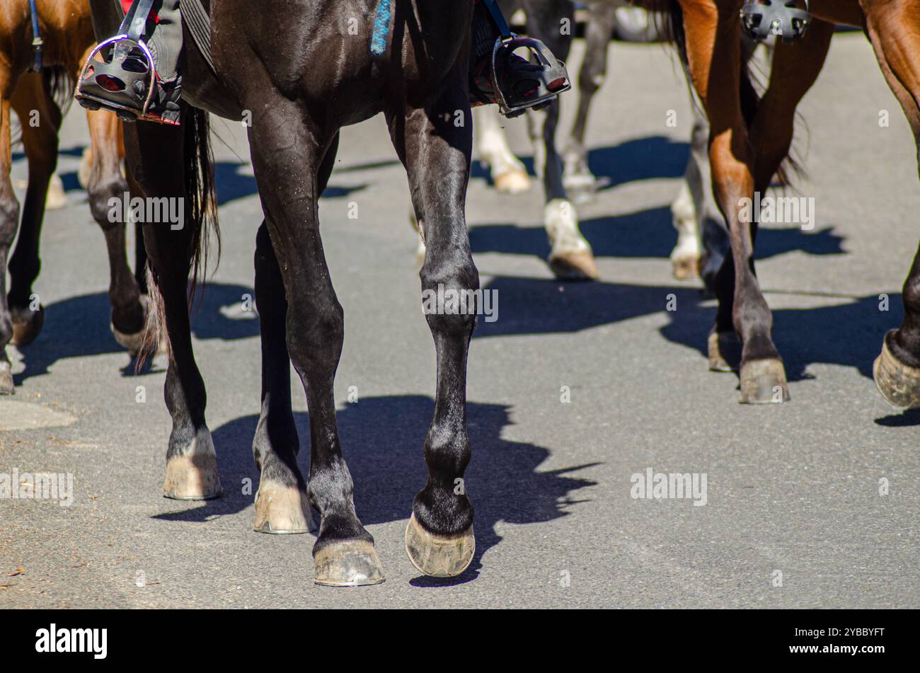 jambes de plusieurs chevaux marchant sur l'asphalte. Événement équestre d'été Banque D'Images