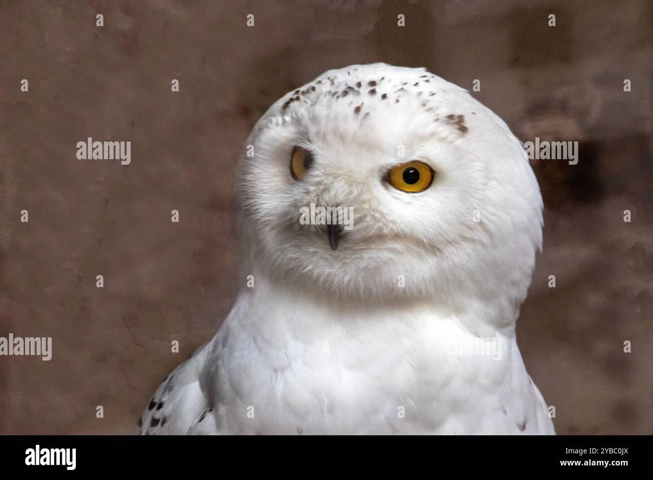 Portrait d'un hibou des neiges vu de devant Banque D'Images