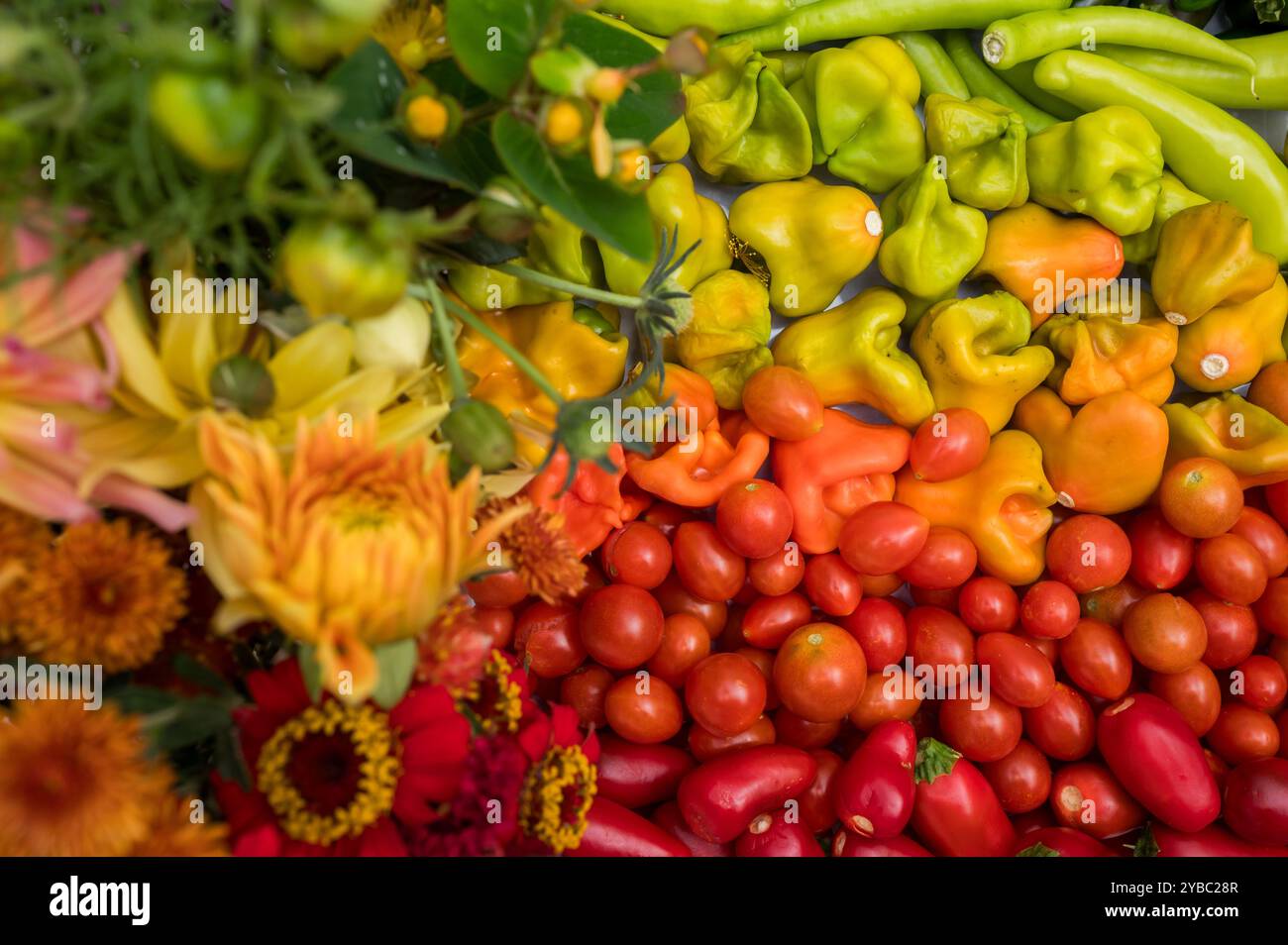 Fleurs et légumes colorés arc-en-ciel Banque D'Images