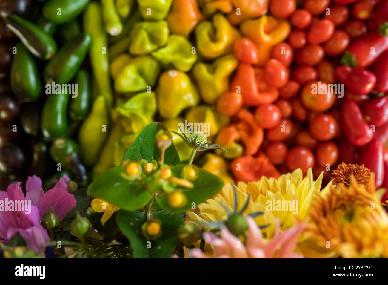 Récolte arc-en-ciel de légumes et de fleurs Banque D'Images