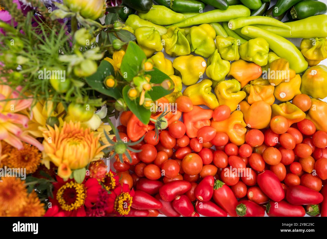 Légumes et fleurs colorés cueillis à la main disposés dans la teinte arc-en-ciel Banque D'Images