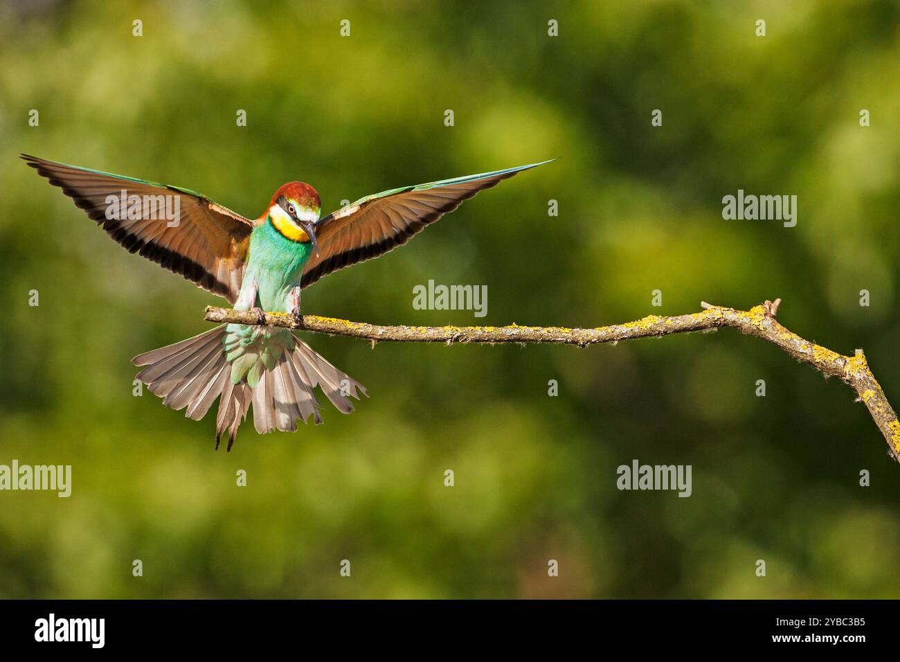 Guêpier d'Europe Merops apiaster atterrissage sur une nearTiszaalpar Direction générale de la Grande plaine du sud de la Hongrie Banque D'Images