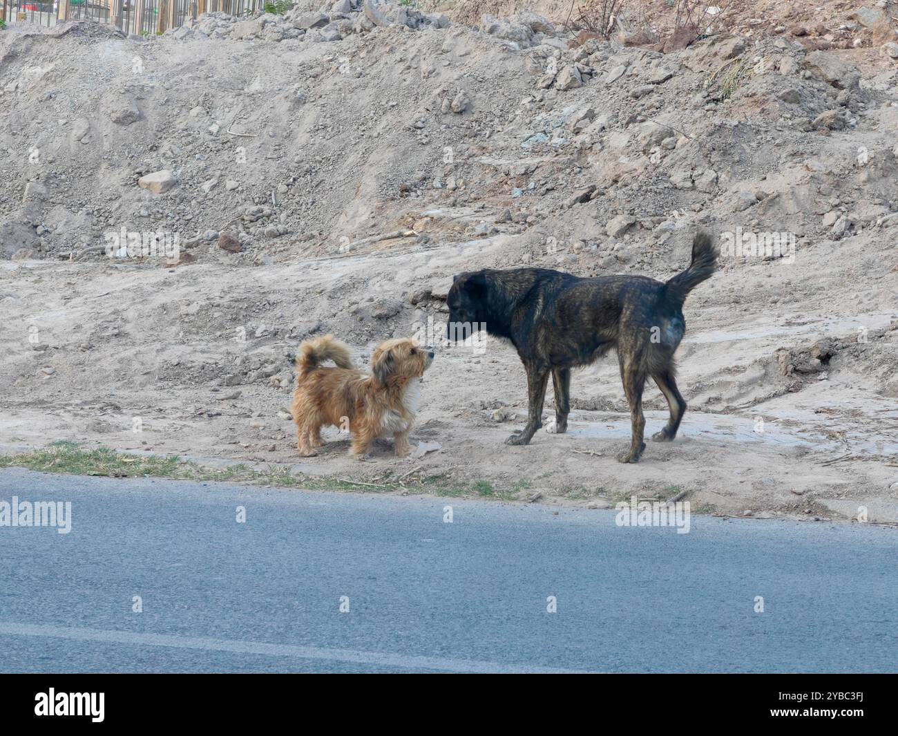 Première rencontre : Grand chien noir et petit chien brun – amis ou ennemis ? Banque D'Images