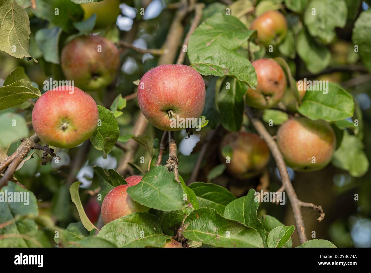 Gros plan de pommes mûres accrochées à une branche d'arbre avec des feuilles vertes dans un verger par une journée ensoleillée. Banque D'Images