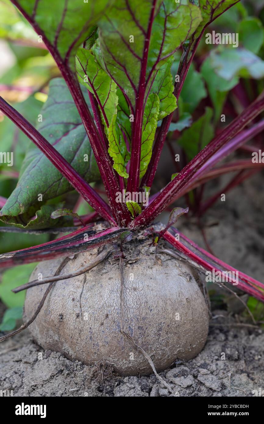 Grande betterave biologique poussant dans un sol avec des tiges rouges vibrantes et des feuilles vertes dans un jardin par une journée ensoleillée. Photo verticale Banque D'Images