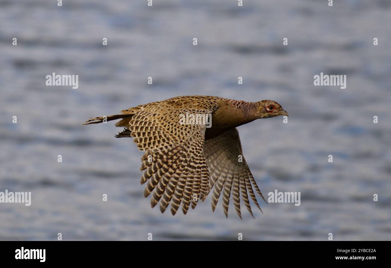 Un faisan femelle volant au-dessus d'un étang avec l'eau en arrière-plan 1 Banque D'Images