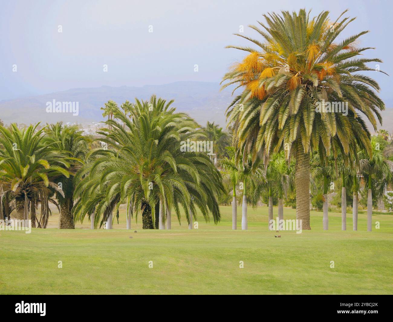 Palmiers Phoenix sur le terrain de golf de Maspalomas, Gran Canaria. Fond d'écran. Banque D'Images