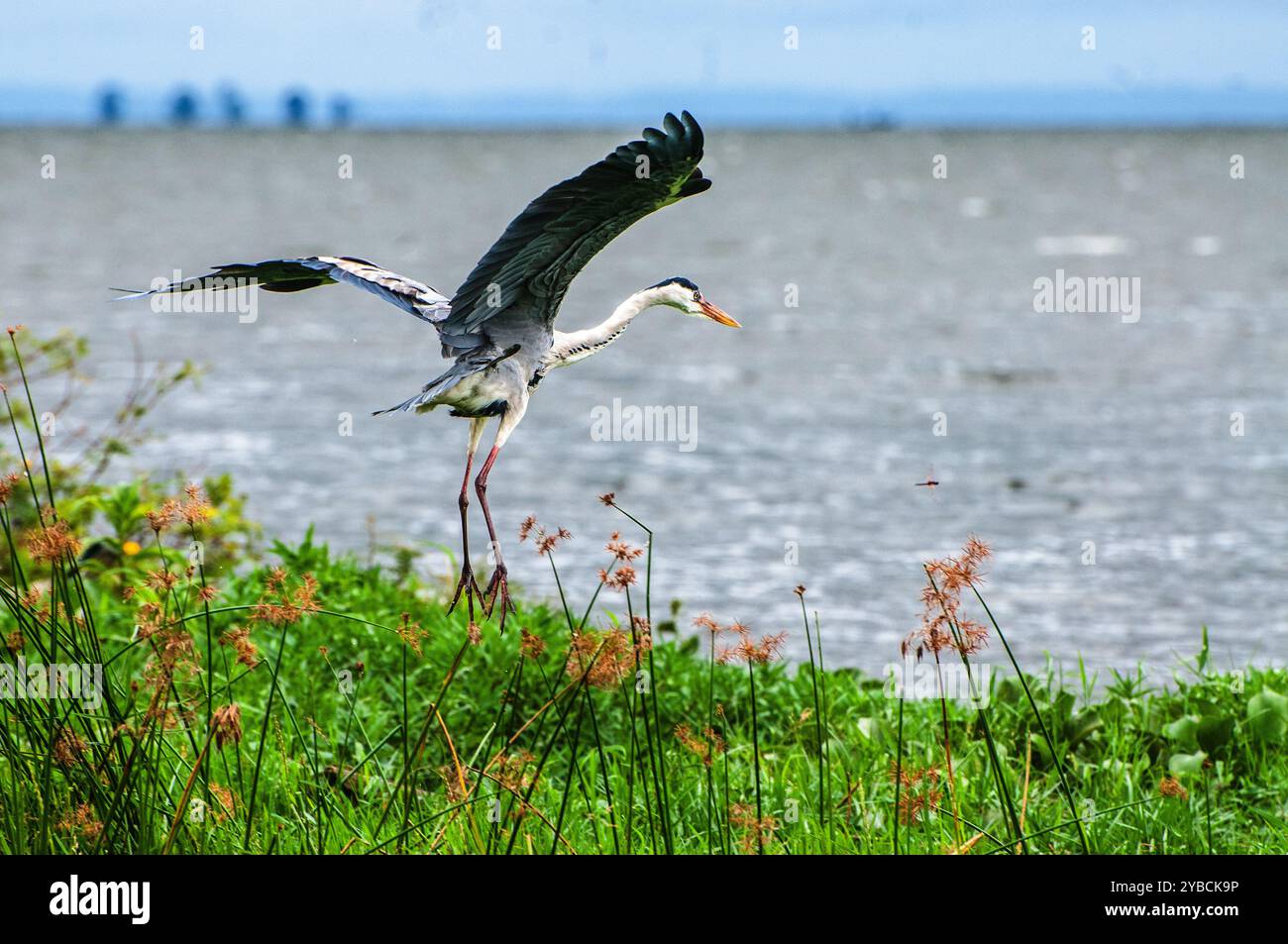 HERON GRIS ( Ardea cinerea) à Lutembe , Kampala Ouganda. Le gris - Heron est régionalement proche menacé ( R-NT) Banque D'Images