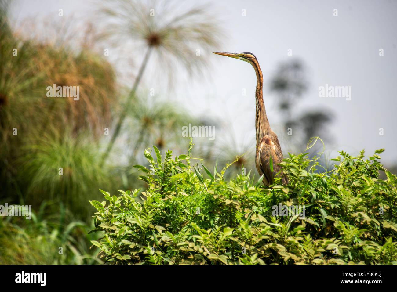 PURPLE HERON ( Ardea purpurea) - Kampala Ouganda Banque D'Images