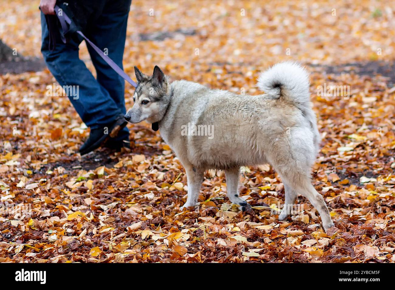 Homme avec chien sur une promenade dans un parc d'automne Banque D'Images