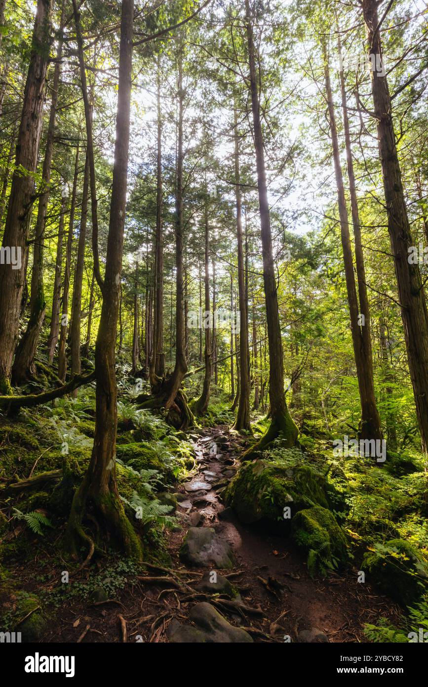 Chutes de Tateshina Otaki au Japon Banque D'Images