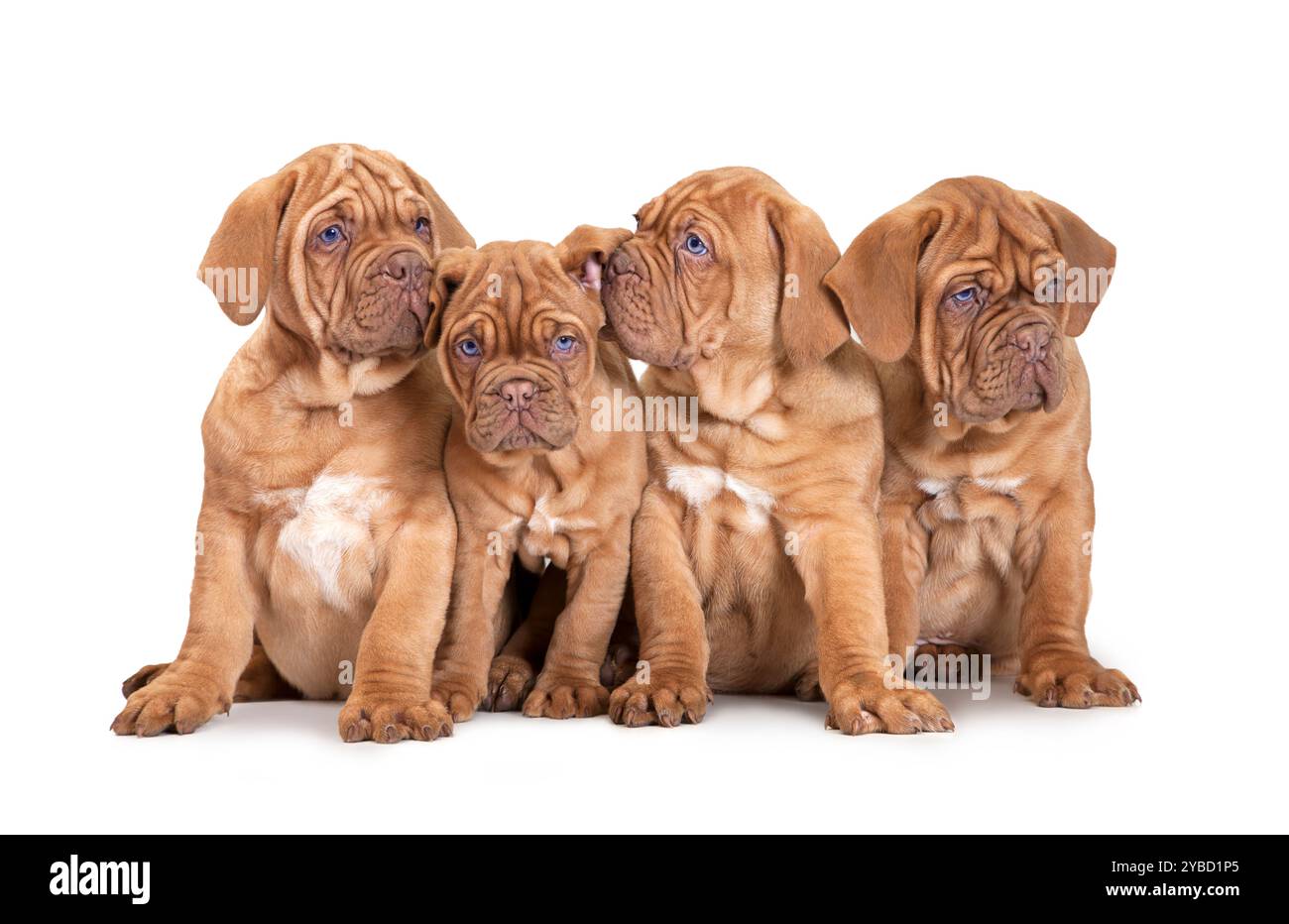 Chiots de race Mastiff français de neuf mois isolés sur fond blanc Banque D'Images