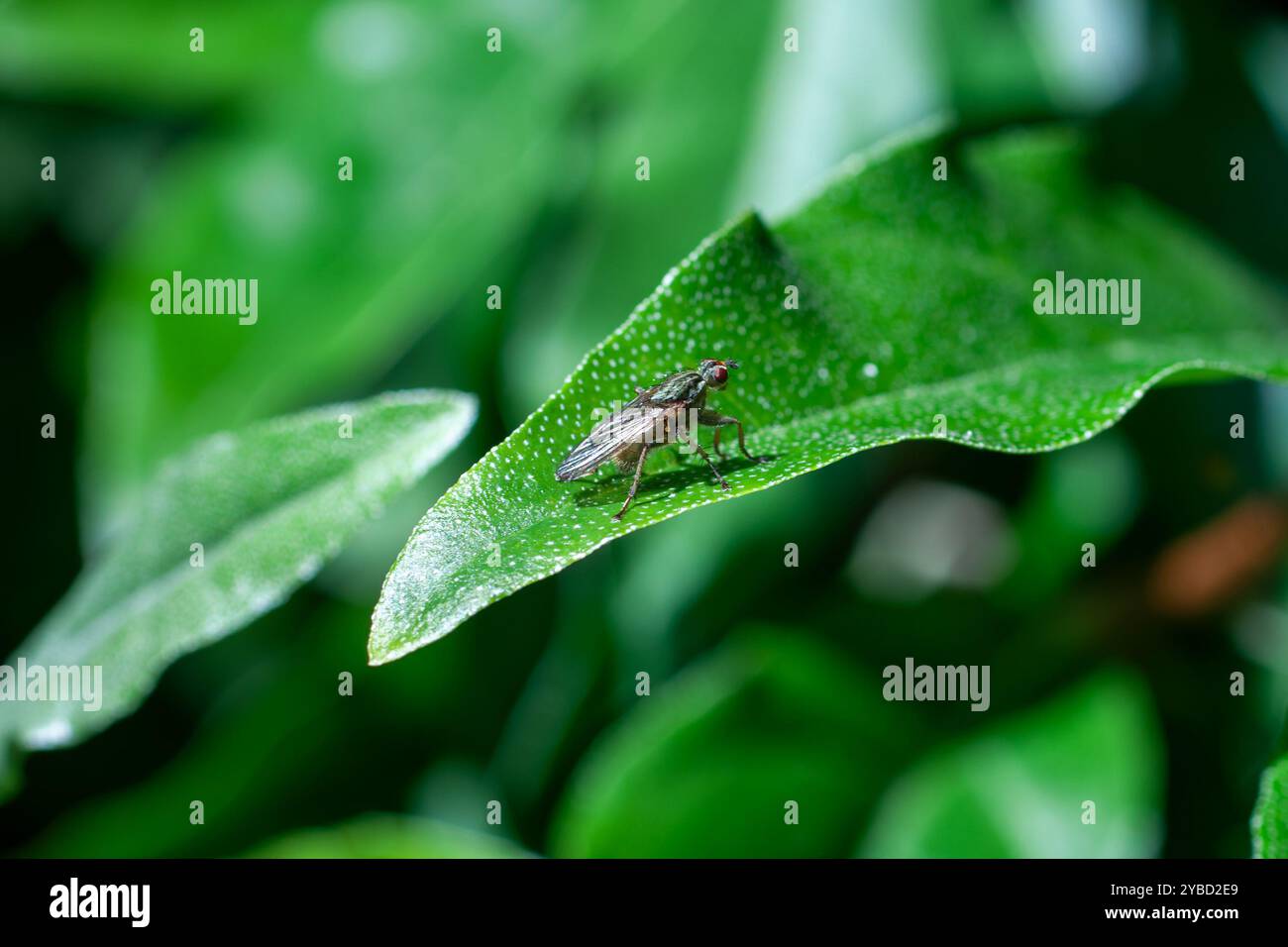 La mouche du fumier se nourrit de nectar et d'insectes de fumier. Cette photo a été prise au Father Collins Park, Dublin, capturant sa présence dans un espace vert urbain. Banque D'Images