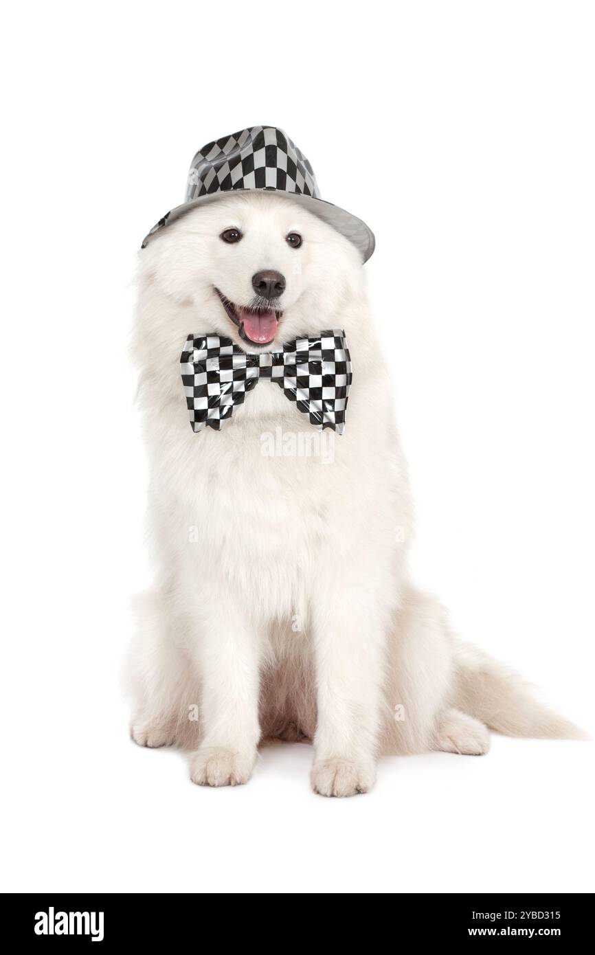 Photo d'un beau chien Samoyed portant un noeud papillon décoratif et un chapeau haut de gamme Banque D'Images