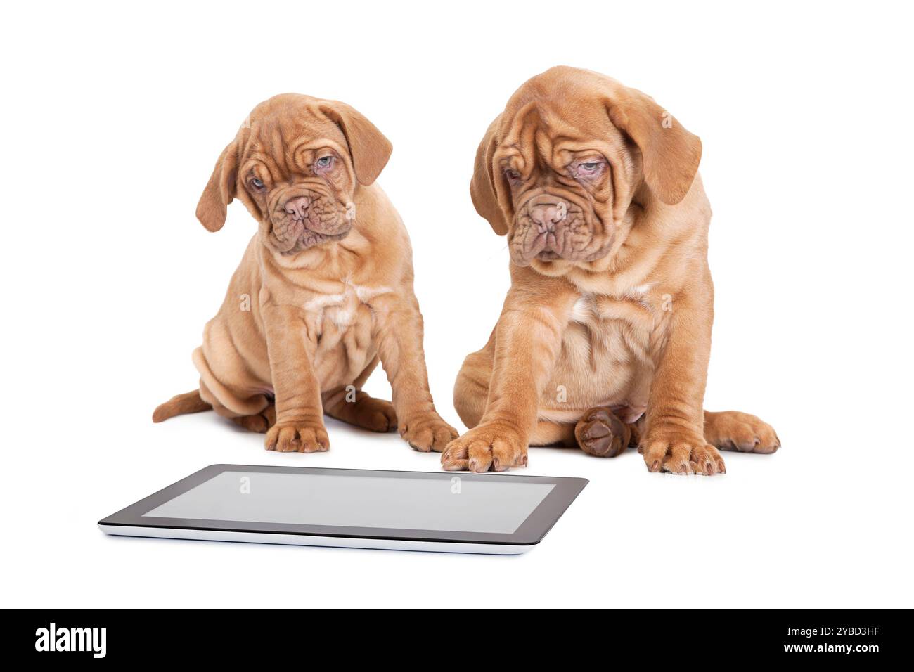 Chiots de 9 mois de race Mastiff français avec tablette numérique Banque D'Images