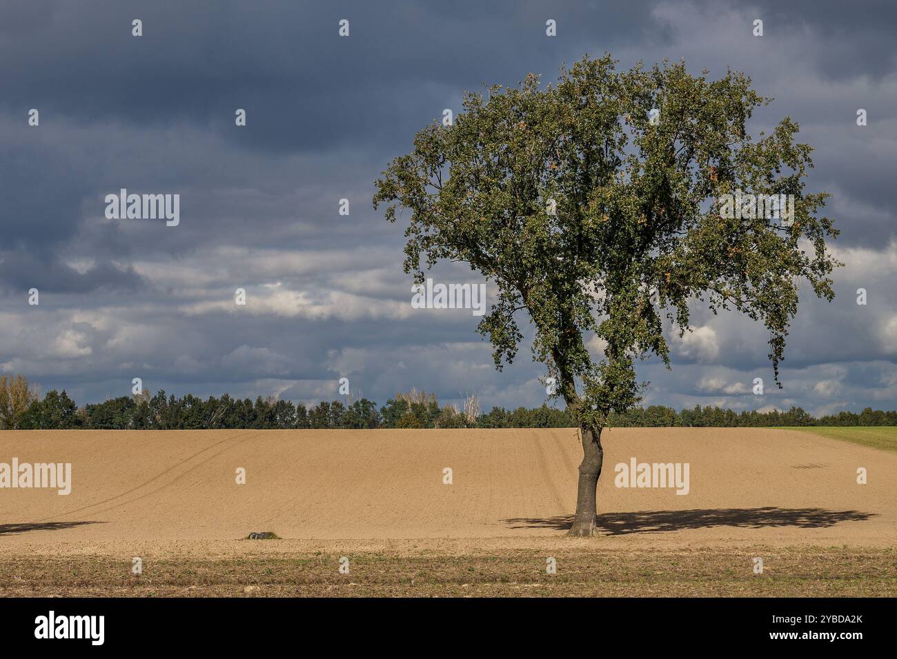 Paysage rural d'automne inférieur de Silésie avec ciel spectaculaire Banque D'Images