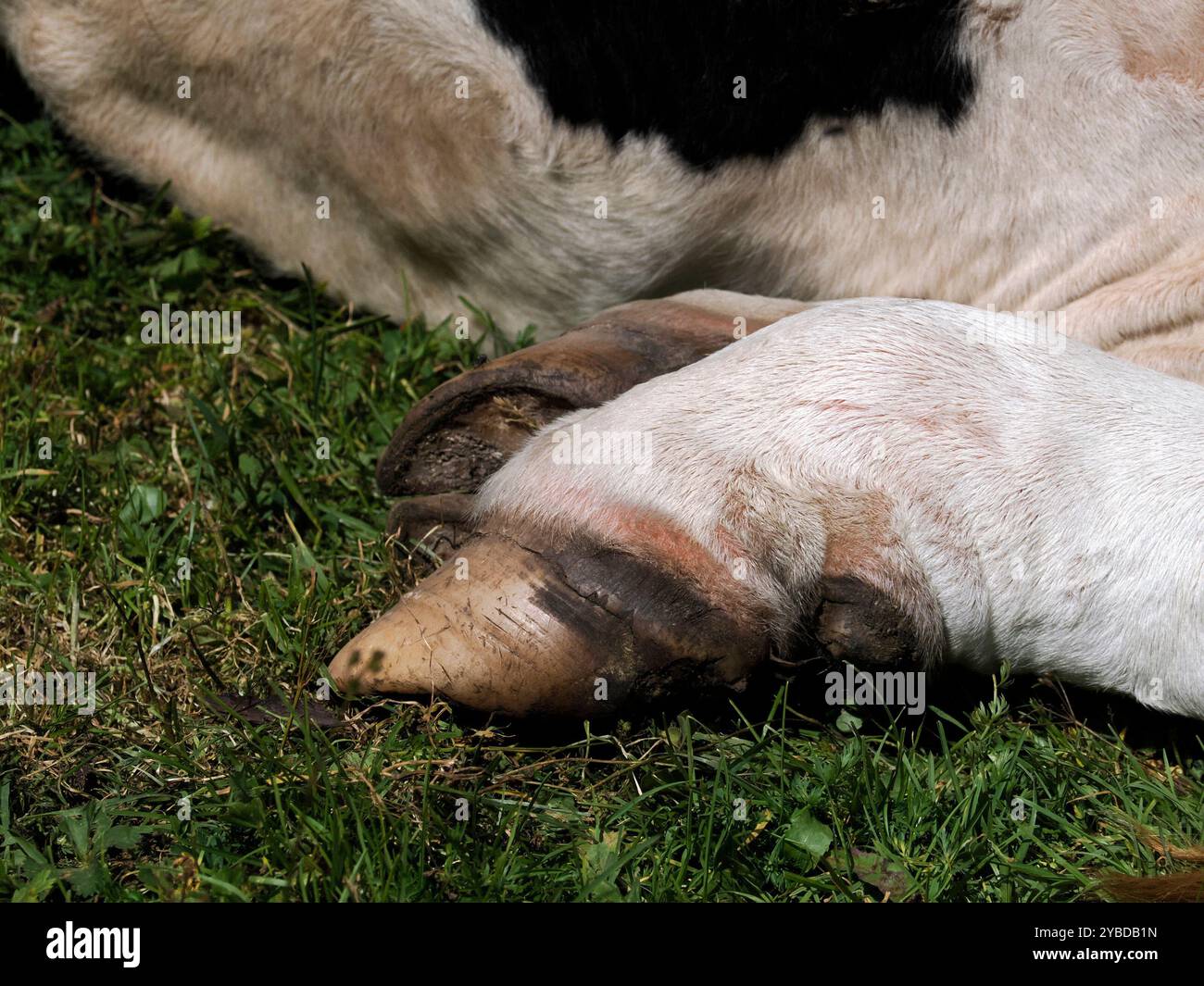 Un détail de sabot de vache dans les montagnes des dolomites Banque D'Images