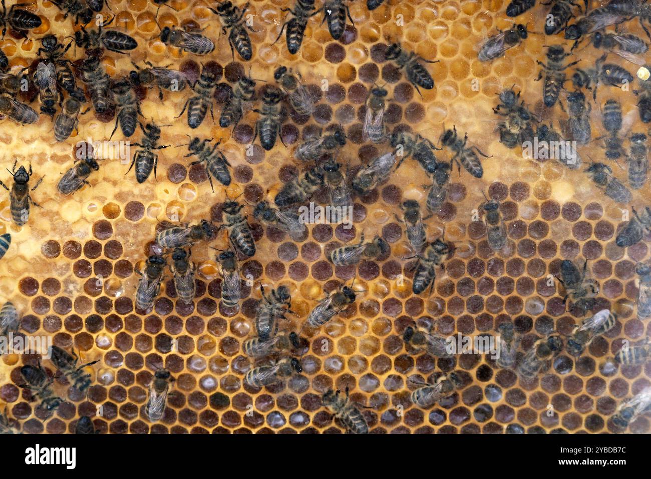 les abeilles fabriquent du miel à l'intérieur d'une ruche Banque D'Images