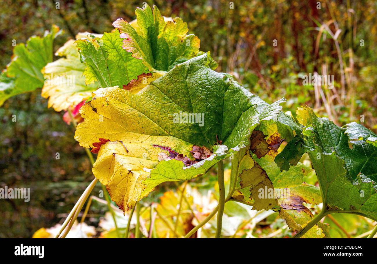 Butterbur géant grandes feuilles de la rhubarbe japonaise en automne à Dundee Caird Park, en Écosse Banque D'Images